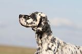 SETTER ANGLAIS 187